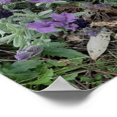 ラベンダーデイジーパープルフラワーガーデンポスター ポスター (角)