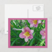 ラベンダーデイリリー ポストカード (正面/裏面)