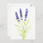 ラベンダーハーブラベンダーの花の水色 ポストカード (正面/裏面)