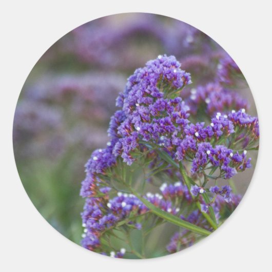 ラベンダーバイザ海 ラウンドシール (正面)