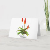 ラベンダーバラとエチェベリアスカード カード (裏面)