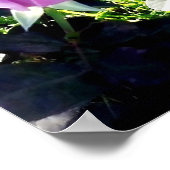 ラベンダーバラ ポスター (角)