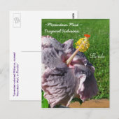 ラベンダーパープルトロピカルハイビスカスハガキ ポストカード (正面/裏面)