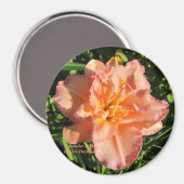 ラベンダーピンクダブルデイリー マグネット (正面/裏面)