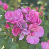 ラベンダーピンクローズ シール (正面)