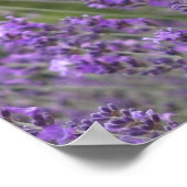 ラベンダーフかわいらしィールズポスター ポスター (角)