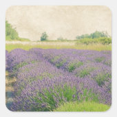 ラベンダーファーム動揺して- スクエアシール (正面)