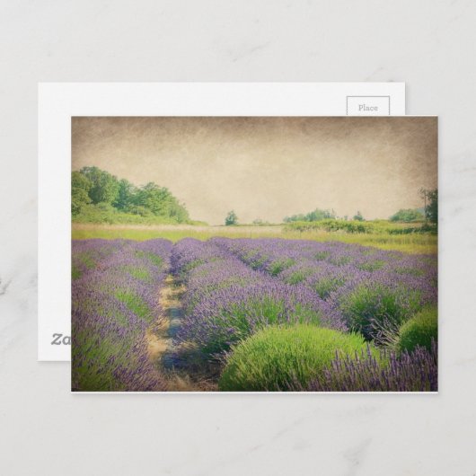ラベンダーファーム動揺して- ポストカード (正面/裏面)
