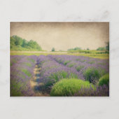 ラベンダーファーム動揺して- ポストカード (正面)