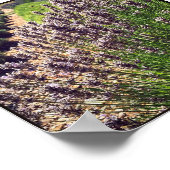 ラベンダーファーム ポスター (角)