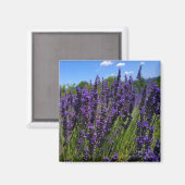 ラベンダーファーム マグネット (正面/裏面)