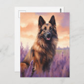 ラベンダーフィールドにベルギーテルブレン ポストカード (正面/裏面)