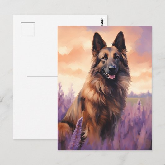 ラベンダーフィールドにベルギーテルブレン ポストカード (正面/裏面)