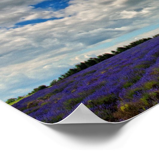 ラベンダーフィールドサマーフラワーコッツフォーイングランド ポスター (角)