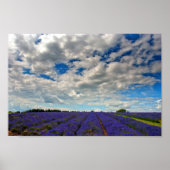 ラベンダーフィールドサマーフラワーコッツフォーイングランド ポスター (正面)