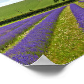 ラベンダーフィールドサマーフラワーコッツフォーイングランド ポスター (角)