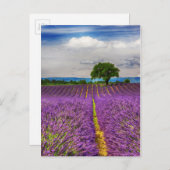 ラベンダーフィールド名勝，フランス ポストカード (正面/裏面)