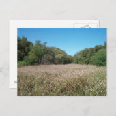 ラベンダーフィールド葉書 ポストカード (正面/裏面)