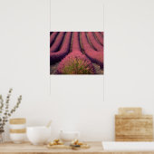 ラベンダーフィールドinハイプロヴァンス，フランス2 ポスター (キッチン)