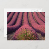 ラベンダーフィールドinハイプロヴァンス,フランス2 ポストカード (正面/裏面)