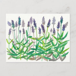 ラベンダーフラワーズウォーター絵画カラーのハーブ芸術 ポストカード