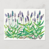 ラベンダーフラワーズウォーター絵画カラーのハーブ芸術 ポストカード (正面)
