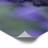 ラベンダーフラワーフォトポスタープリント ポスター (角)