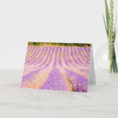 ラベンダープロヴァンスフランス空白の内野 カード (正面)