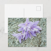 ラベンダーホスタの花フル開花 ポストカード (正面/裏面)