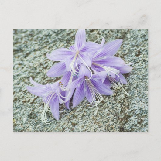 ラベンダーホスタの花フル開花 ポストカード (正面)