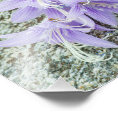 ラベンダーホスタフラワーフル開花 フォトプリント            (角)