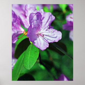 ラベンダーポスターII ポスター