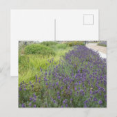 ラベンダーランドスケープDIYポストカード ポストカード (正面/裏面)