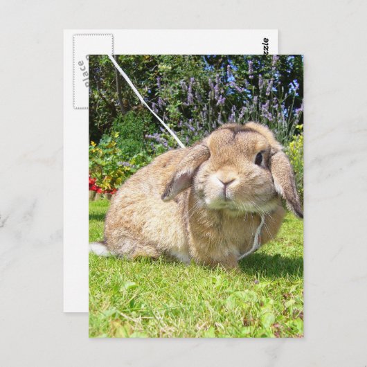 ラベンダー付きの茶色い先端の耳ウサギ ポストカード (正面/裏面)