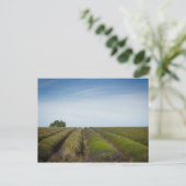 ラベンダー収穫後の畑のポストカード ポストカード (スタンド正面)