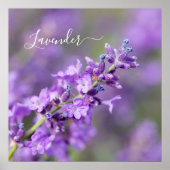 ラベンダー名 ポスター (正面)