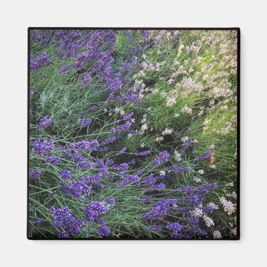 ラベンダー品種 マグネット (正面)