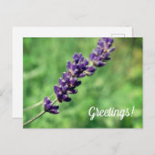 ラベンダー挨拶はがき ポストカード (正面/裏面)