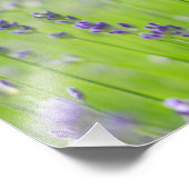 ラベンダー植物の花畑自然閉詳細 フォトプリント            (角)