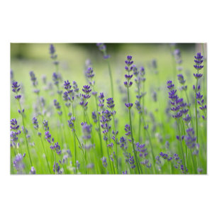 ラベンダー植物の花畑自然閉詳細 フォトプリント