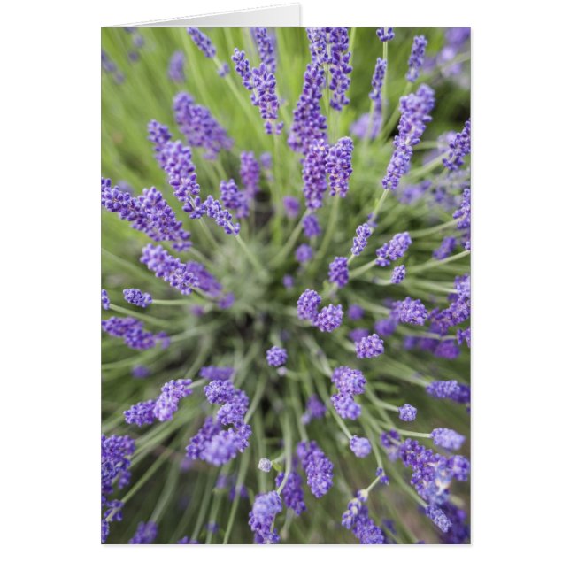 ラベンダー植物 (正面)