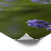 ラベンダー植物2 ポスター (角)