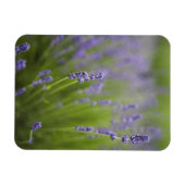 ラベンダー植物2 マグネット (横)