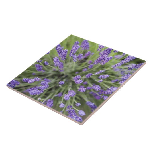 ラベンダー植物 タイル (側面)