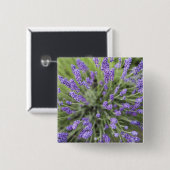 ラベンダー植物 缶バッジ (正面&裏面)