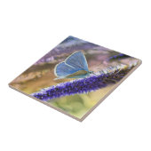 ラベンダー淡い色のの花に咲く青い蝶 タイル (側面)