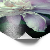 ラベンダー牡丹の花の開花クローズアップ8x8 フォトプリント            (角)