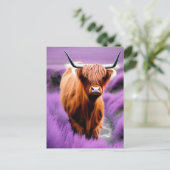 ラベンダー畑のかわいいハイランド牛 ポストカード (スタンド正面)