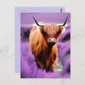 ラベンダー畑のかわいいハイランド牛 ポストカード (正面/裏面)