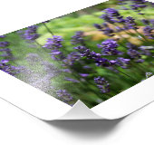 ラベンダー畑 フォトプリント            (角)